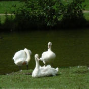 Photo de Cygne