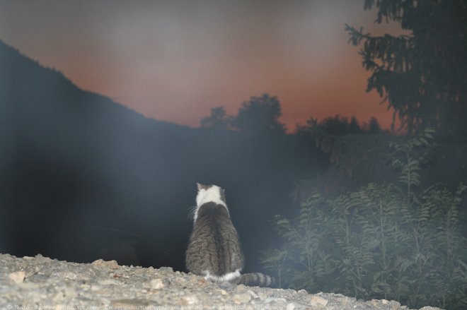 Photo de Chat domestique