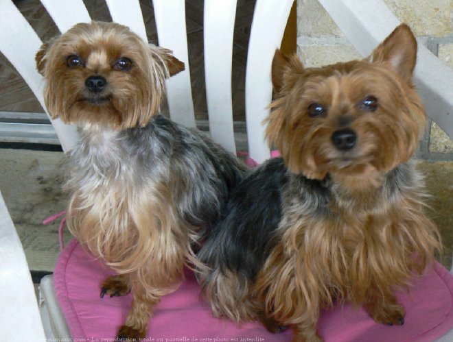 Photo de Yorkshire terrier