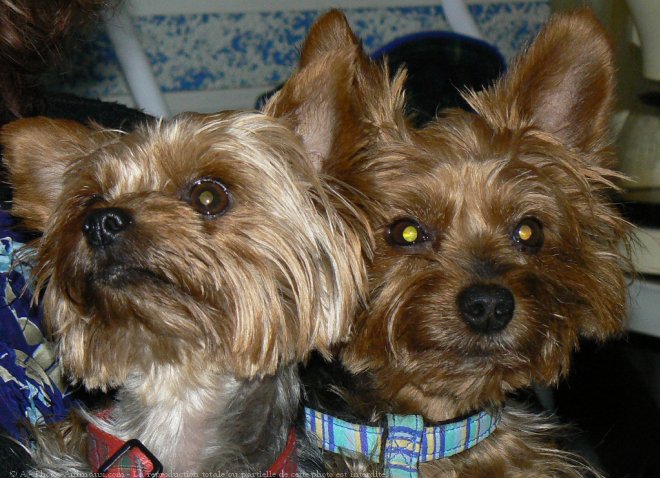 Photo de Yorkshire terrier