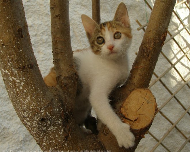 Photo de Chat domestique