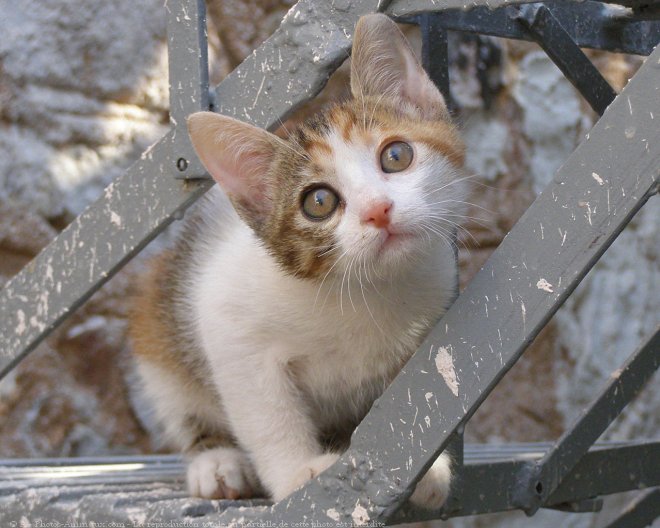 Photo de Chat domestique