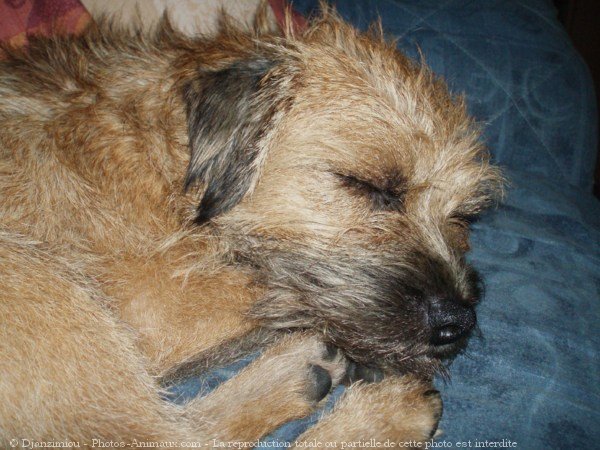 Photo de Border terrier