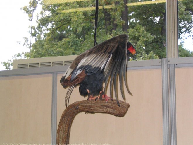 Photo d'Aigle - bateleur des savanes