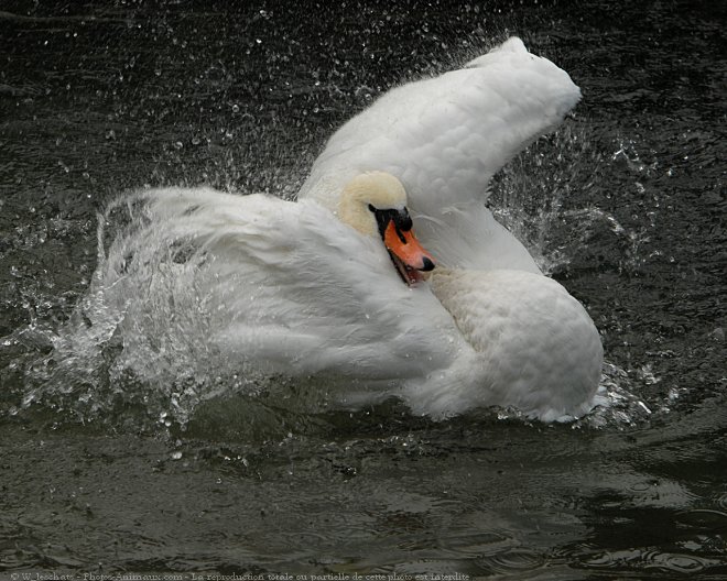 Photo de Cygne