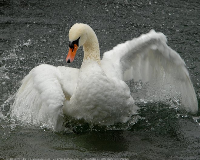 Photo de Cygne