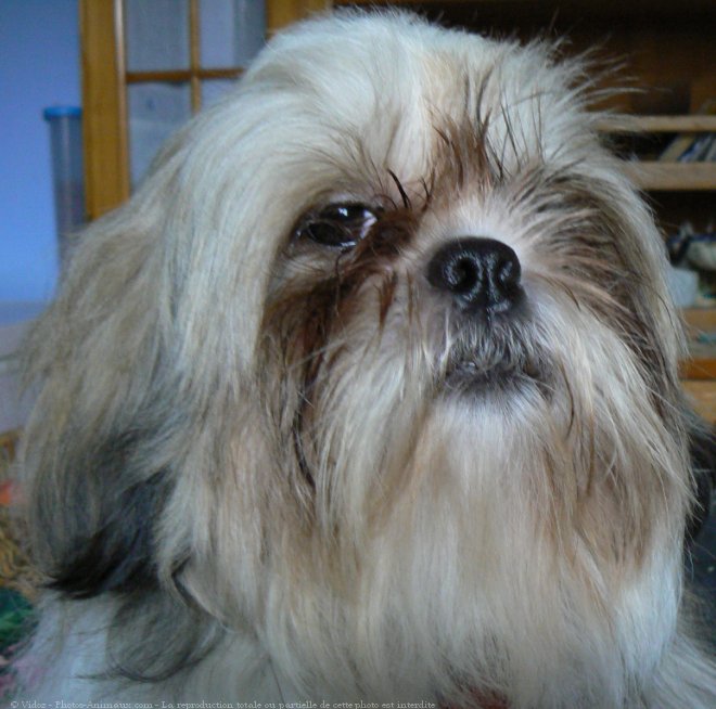 Photo de Shih tzu