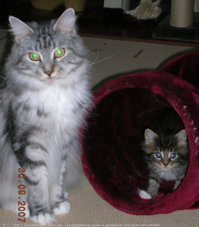 Photo de Maine coon