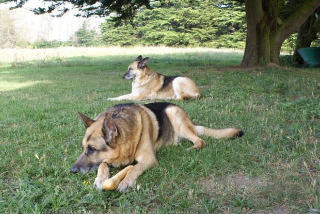 Photo de Berger allemand  poil court