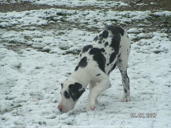 Photo de Dogue allemand