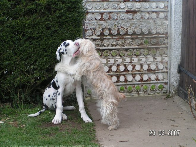 Photo de Dogue allemand