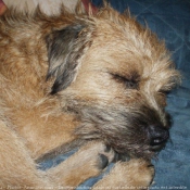 Photo de Border terrier