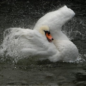 Photo de Cygne