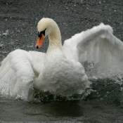 Photo de Cygne