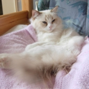 Photo de Ragdoll