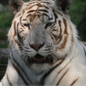 Photo de Tigre