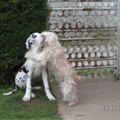 Photo de Dogue allemand