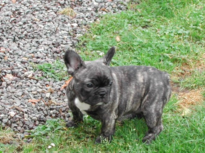 Photo de Bouledogue franais