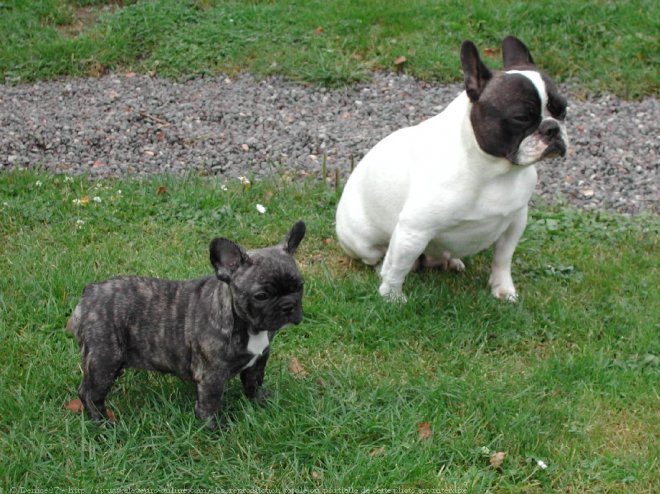 Photo de Bouledogue franais