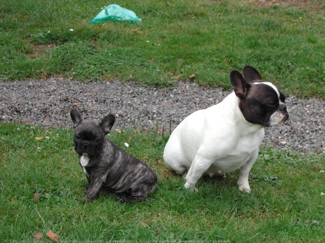 Photo de Bouledogue franais