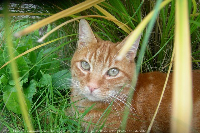 Photo de Chat domestique