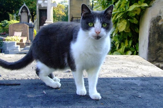 Photo de Chat domestique