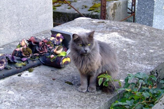 Photo de Chat domestique