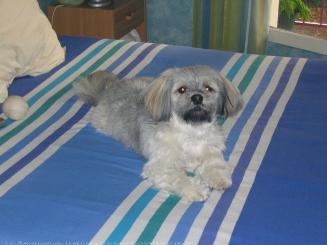 Photo de Lhassa apso