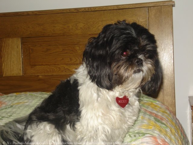 Photo de Shih tzu