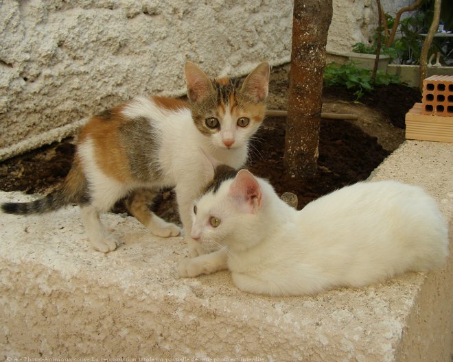 Photo de Chat domestique