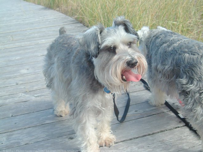 Photo de Schnauzer nain