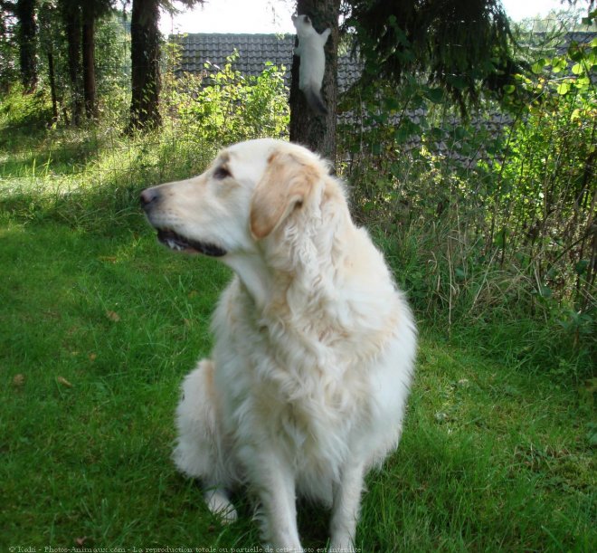 Photo de Golden retriever