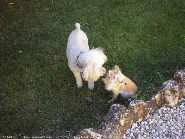 Photo de Caniche moyen