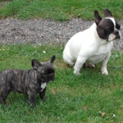 Photo de Bouledogue franais