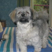 Photo de Lhassa apso