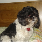 Photo de Shih tzu