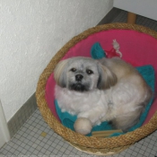 Photo de Lhassa apso