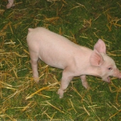 Photo de Cochon