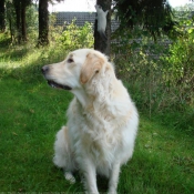 Photo de Golden retriever