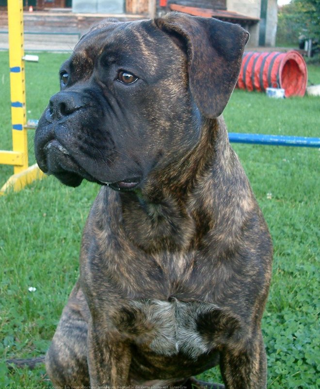 Photo de Bullmastiff