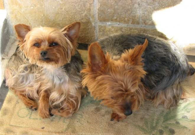 Photo de Yorkshire terrier