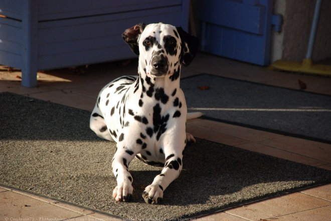 Photo de Dalmatien