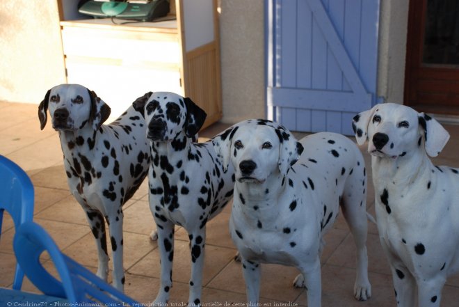 Photo de Dalmatien