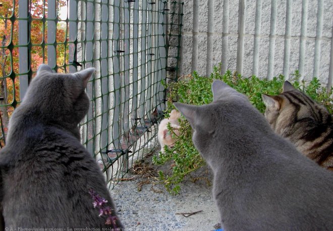 Photo de Chat domestique