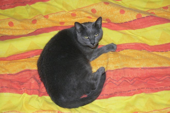 Photo de Chartreux