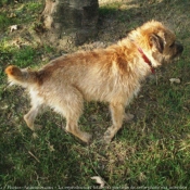 Photo de Border terrier