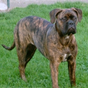 Photo de Bullmastiff