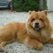 Photo de Chow chow