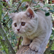 Photo de British shorthair