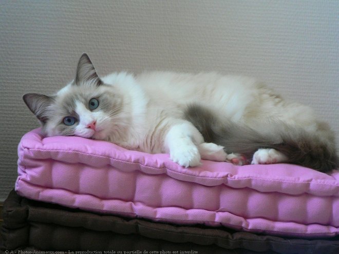 Photo de Ragdoll